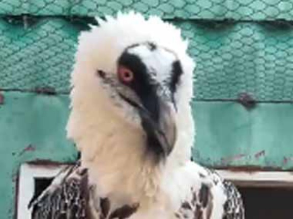 【ウソだろ】 男の腕に鳥がとまっていた。タネも仕掛けもありません → こうなります…