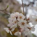 つまらん春やで