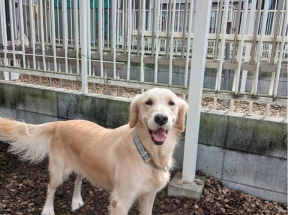 今日のドッグラン、大型犬パラダイス😆💕👌💕