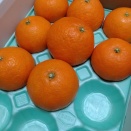 冬の贈り物・紅まどんなが別格だった