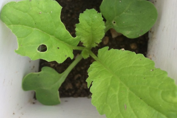 マサエの菜園 大根