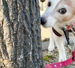 高齢者と高齢犬