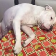 「バッテリーが切れた？」犬が一日中、外で遊んできた後の姿（動画）