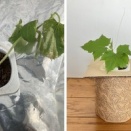 🧪立ち枯れ病になったキュウリを救済できるか試してみる