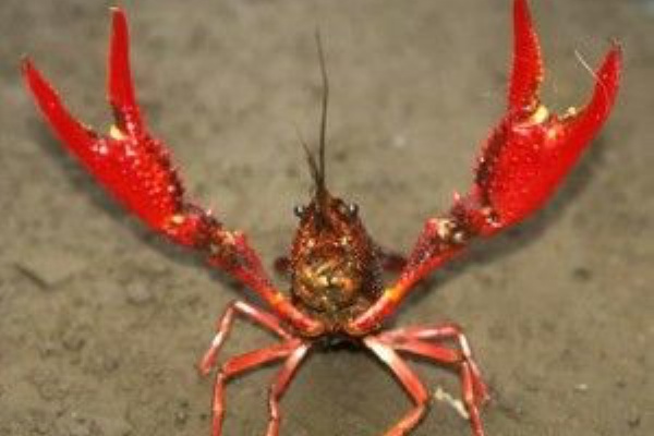 美容メーカー シャンプーソムリエ長田ブログ 花庭フルールパフェ