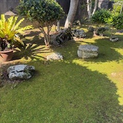 お庭と芍薬。
