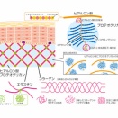 クリエイティブ作成と原料事業