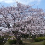 『安行で花見』の画像