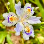 ひとりぼっちのお祭り