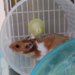 あつ森．おい森・とび森　大好きっ  キラキラむらDS☆      ぷに２ほっぺむらWii☆　ももじりむら３DS