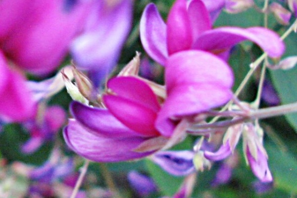 秋田野の花 道の花 21