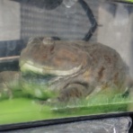 迷カエルコハウス🐸