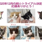 三度の飯＜犬と猫