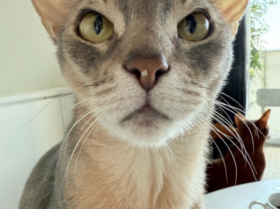 鼻にマフィン付けてる