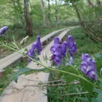 山の草木に息吹を与える風