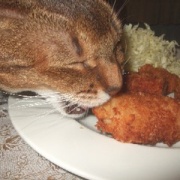 「テーブルに上がってもいい」とル－ルを変えた後の猫たち