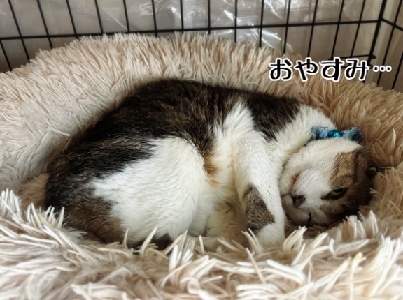 心臓に悪い寝方とどちらさま
