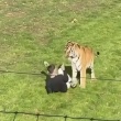 【海外】トラの飼育エリアに入った男性、襲われ死亡　英国