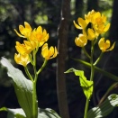 高尾山・小仏城山 初夏のお花