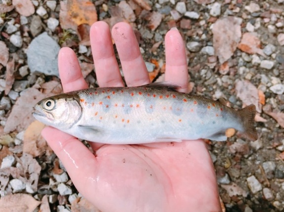 【画像】川魚を食べで温泉に入ってきた