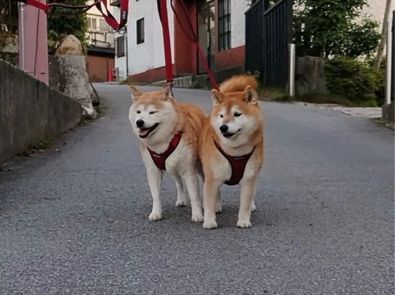 アンナちゃんの幸せ通信🩷とアレックスの幸せ通信🩷😆