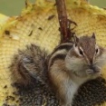 枯れ木に刺した“ひまわりタワー”でシマリスがほっぺパンパン「たぶん今日が人生最高の日」【海外の反応】