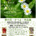【予告】【マリヤギャラリー】『野の花・かつよ：作品展示販売会 2026年４月16日(木)～21日(火)』