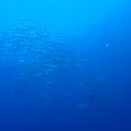 Koh Tachai Twin Peaks (Pinnacle) - Similan, Thailand, Andaman Sea - ツインピークス（ピナクル）、タチャイ島、シミラン国立公園、タイ、アンダマン海　#1246