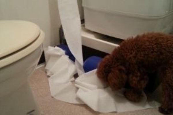 トイレットペーパーをいたずら トイプードル トイプーポッチャマ