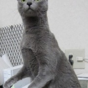 人間には見えないが猫には見えるものがある！？