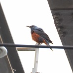鳥写真マンガ