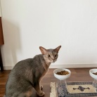 猫たちのフードボウルを新調した