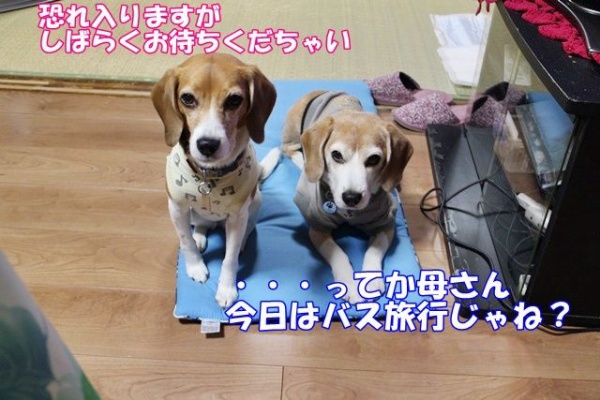 ガオだらけな日々 その他