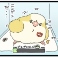 オキナインコちゃん、寝起きのプエプエ
