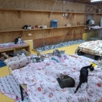 NPO犬猫みなしご救援隊・代表ブログ・みなしご庵へようこそ