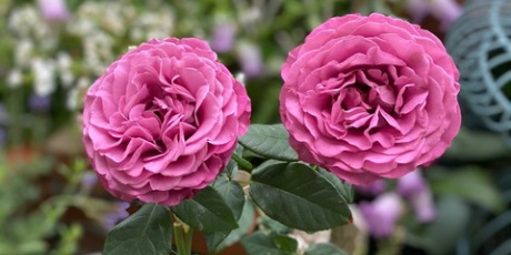 のばらのガーデニングブログ Hana And Rose Garden 剪定 誘引 土替え 鉢増し Powered By ライブドアブログ