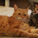 【カチムカ】駅のホームにて。2歳の息子と電車に乗ろうとしたらサラリーマンが私達の前にスッと割り込んできて、2席空いていた席の1つに座られてしまった！