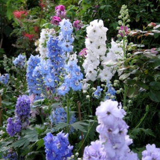 Alex's Garden Party♪