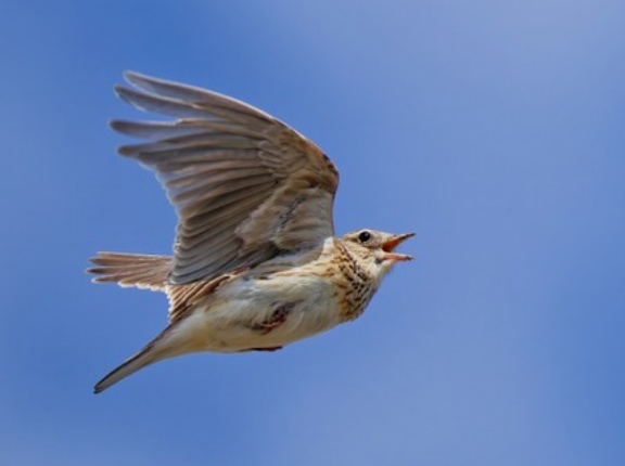 東京都心のカラスが激減、ピーク時約1万8000羽が2割に…ゴミ被害は減るが生態系への影響も？ 専門家が警鐘を鳴らす「意外なしっぺ返し」