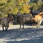 じゅん・ぴぇ～る・ケロピョンチョのボードゲーム紹介