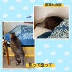 雨晴れごはん日記