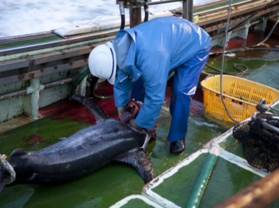 【漁業】マグロ遠洋漁業に若者殺到　「過酷なイメージ」古い？　20代で「年収1000万円も」