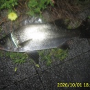 2026/10/1～10釣果