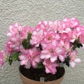 No.245　アザレア　ピンク系