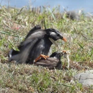 東京港野鳥公園　レンジャーブログ