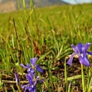 野の花・大分県の絶滅危惧種㉘　エヒメアヤメ
