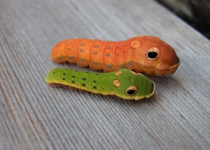 話題のあまりにもかわいい虫 世界寄稿