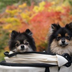 黒ぽめ！あんことおはぎとだんごちゃん