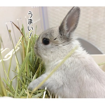 うさぎのルリ(3/11追記)