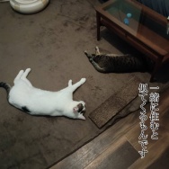 息子が育てるオクラの収穫！と、鶴のイメージ翼つくりました。